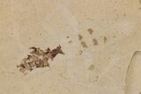 Detailed Fossil Insect - Cereste, France #297202-1